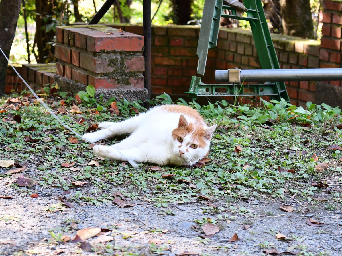 #90:
          Feral Cat, Creamsicle, Kyoto.
          f/ at mm - Shutter Speed: - ISO: